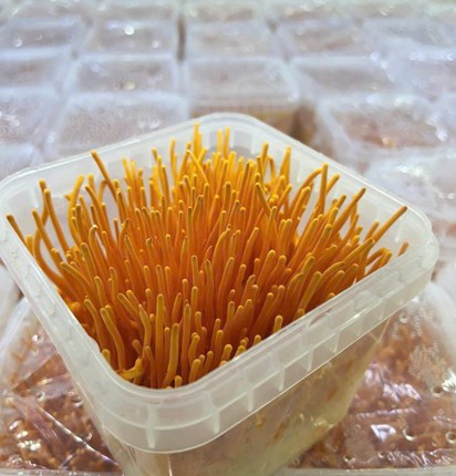 	Đông trùng hạ thảo tươi 